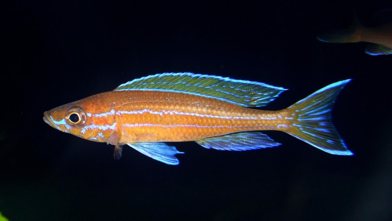 Paracyprichromis nigripinnis